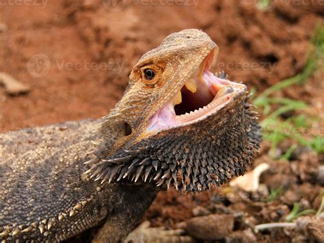 Angry Bearded Dragon Pogona vitticeps with mouth open outback Australia ...