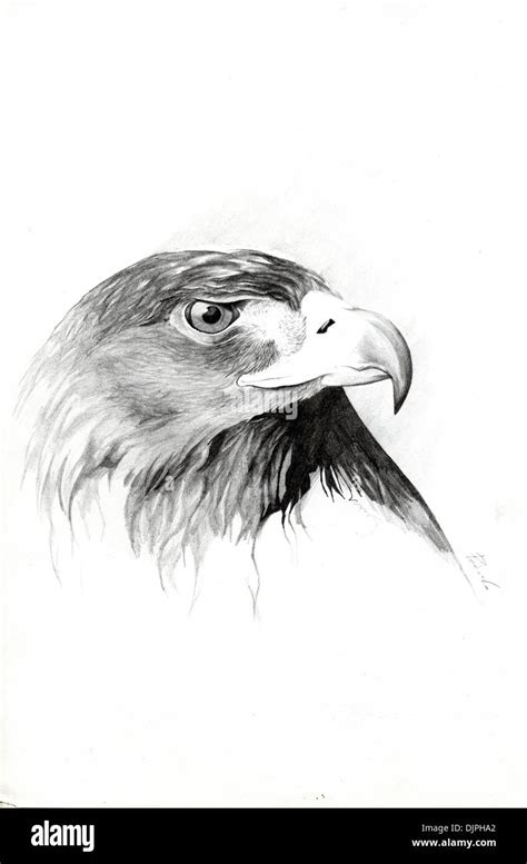 Eagle drawing hi-res stock photography and images - Alamy