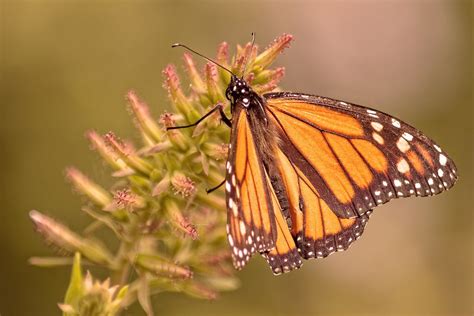 Close-Up Photo of Monarch Butterfly · Free Stock Photo