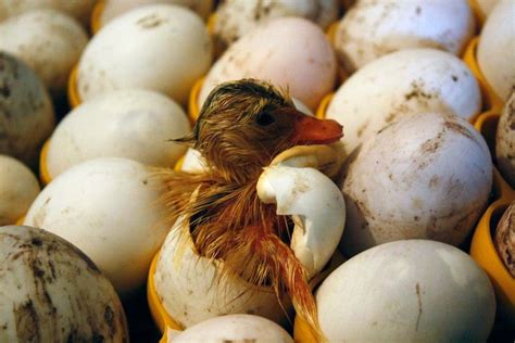 How To Incubate Duck Eggs - The Happy Chicken Coop
