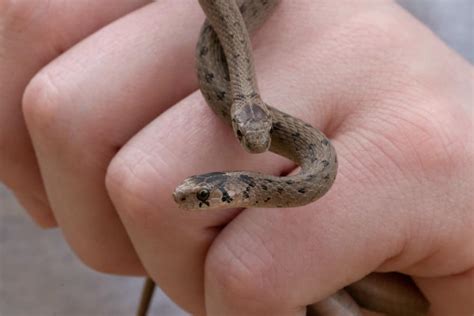 Michigan Snakes: Identification Guide to All Species + Pics