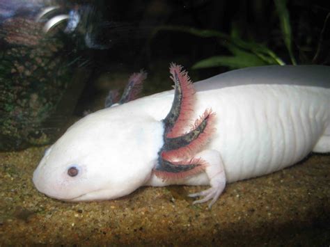 Pets: Axolotl