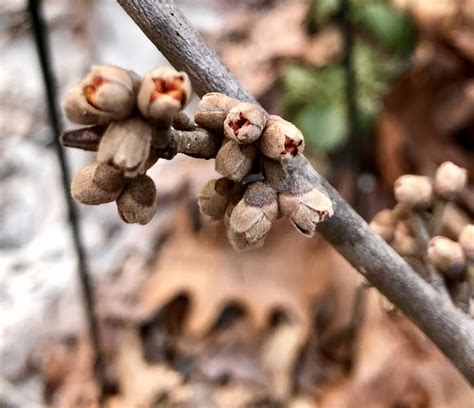 in the winter garden | chestercountyramblings