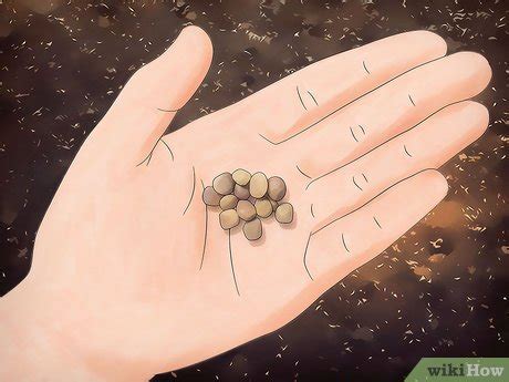 How to Grow Jicama (with Pictures) - wikiHow