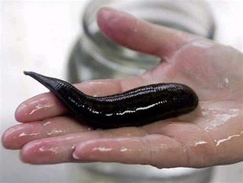 The startling discovery of leeches - the species has 32 brains