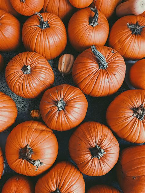 Cute Halloween Pumpkin Background 2022 – Get Halloween 2022 News Update