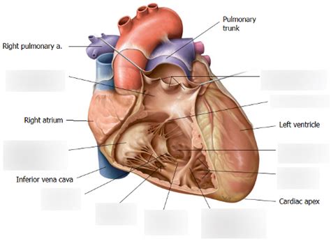 Right Ventricle Diagram | Quizlet