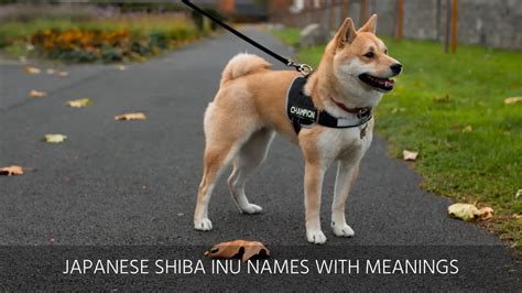 Ultimate List Of The Top 300+ Shiba Inu Dog Names - Good, Cute And Japanese Puppy Name Ideas