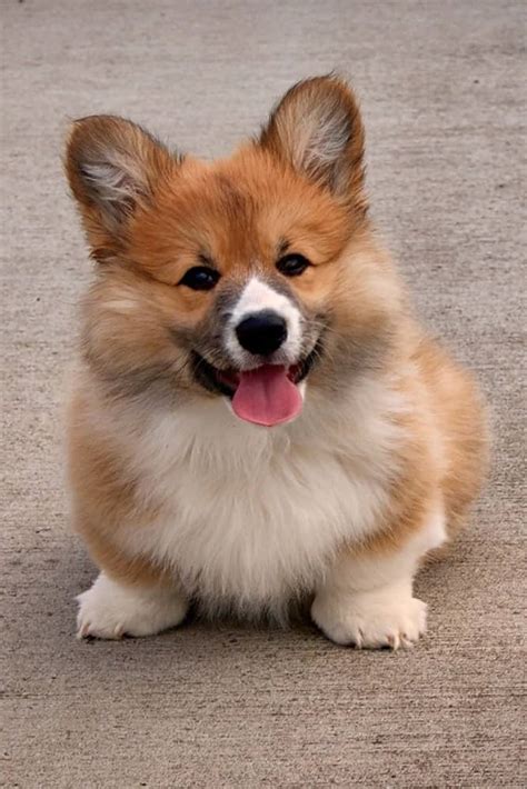 How Much Does a Pembroke Welsh Corgi Cost? - Spend On Pet