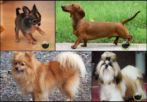 10 Jenis Anjing Mungil Imut yang paling Digemari di Dunia | SAS | Web Blog