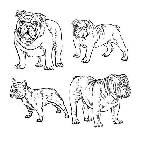 Set of Bulldog Line Drawings 1082653 Vector Art at Vecteezy