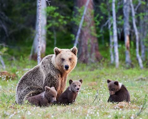 Female Brown Bear and Her Cubs Stock Image - Image of mother, forest: 83759635