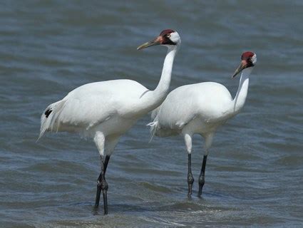 Whooping Crane, Identification, All About Birds - Cornell Lab of Ornithology