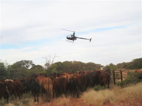 The hidden history of Aboriginal stockwoman - Museums Victoria