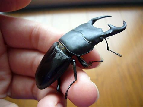 Japanese Rhino Beetle For Sale - Citas Para Adultos En Ecuador