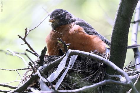 American Robin's Nest - Urban Hawks