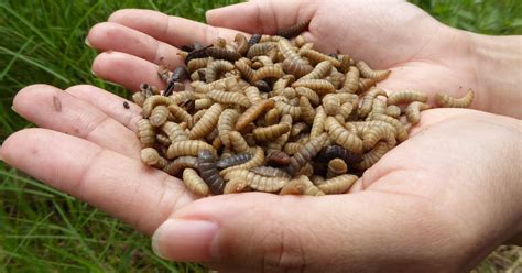 How To Store Black Soldier Fly Larvae | Storables