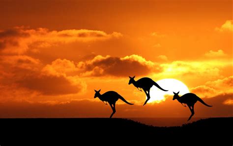 Kangaroo Wallpapers - Wallpaper Cave