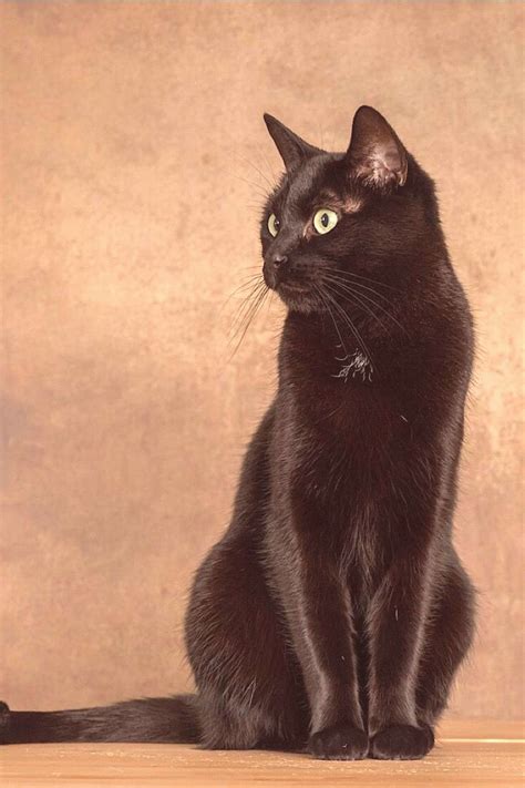 Beautiful black cat | Black cat painting, Cute black cats, Black cat art