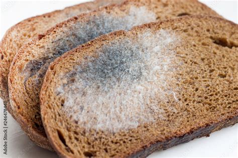 Slices of stale bread with mildew. Spoiled products_ Stock Photo | Adobe Stock