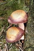 Tricholomopsis rutilans - Wikimedia Commons