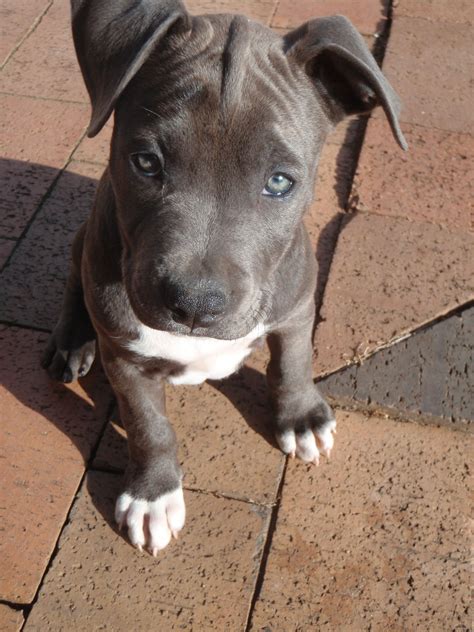 Blue Staffy Puppy 'Phoenix'