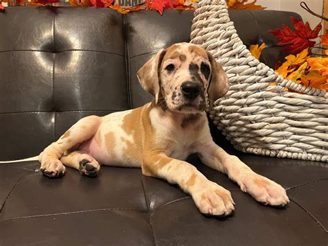 AKC Full EUROPEAN Male Fawn Harlequin Great Dane - Great Dane Puppies ...