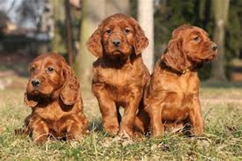 Irish Setter vs English Setter - Breed Comparison