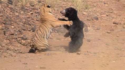 Sloth Bear vs. Tiger | To protect her cub, this sloth bear battled a tiger—see how she held her ...