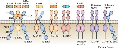 IL-17 Receptor Family Review | Sino Biological