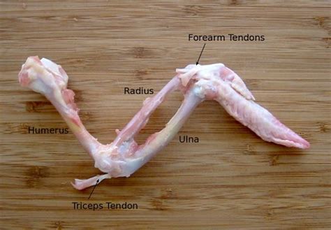 Chicken Wing Dissection Ligament