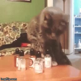 12 GIFs of Cats Knocking Things Over | To serve man, Cats, Cat memes