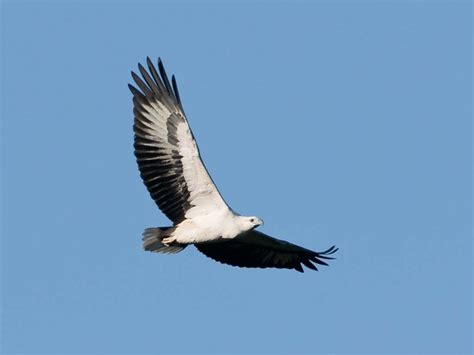 White-bellied Sea Eagle – "OCEAN TREASURES" Memorial Library