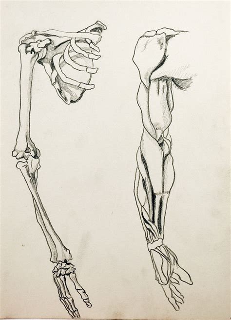 19 Anatomical Drawings Ideas Drawings Anatomy Drawing - vrogue.co