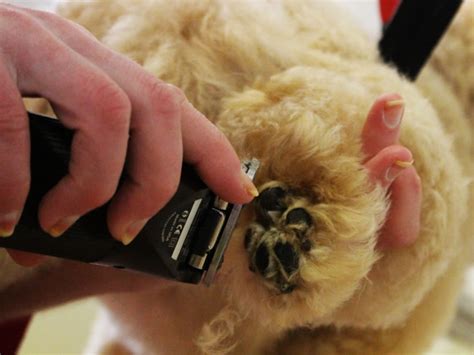 Dog Grooming Services in Nottingham | South Notts Dog Grooming