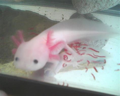 Appropriate tank size for axolotls?? | Caudata.org: Newts and Salamanders Portal