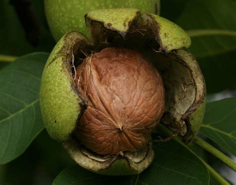 Walnuts - The Daily Garden