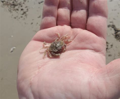 How about a baby Blue(?) Crab? Found this little one in a clump of ...