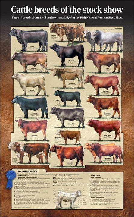 CattleBreeds | Cattle ranching, Cattle, Cattle farming