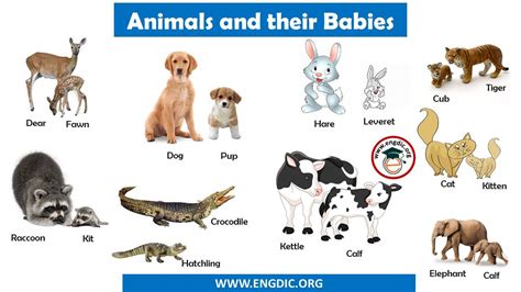 Animals and their Babies Names in English – EngDic