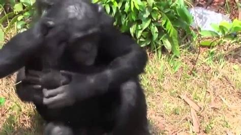 BEST Amazing Bonobo Mating Like Human Beings - YouTube