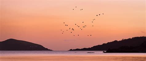 Birds flying over sea with silhouette of mountain during sunset, Last Flight, HD wallpaper ...