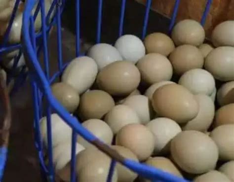 How to Hatch and Brood Chukar Partridge Eggs