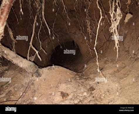 Badger burrow inside view Stock Photo - Alamy