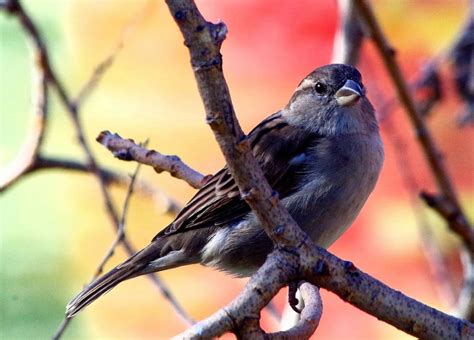 Backyard Bird Photography - PentaxForums.com