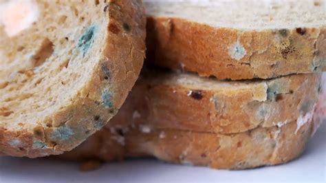 What Does Mold on Bread Look Like? 3 Dangerous Mold Strains