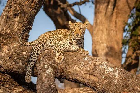 Can Leopards Climb Trees? [The Best Big Cat Climbers]