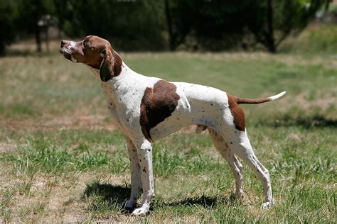 Pointer (dog breed) - Wikipedia