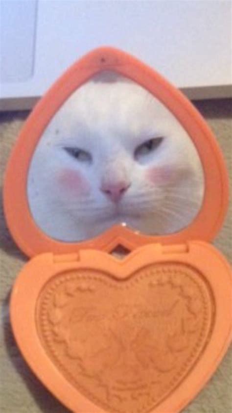 a white cat looking at its own reflection in a compact mirror with an orange heart
