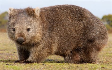 Wombat Pet